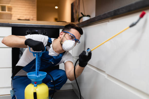 Best Termite Control Services  in Meadview, AZ