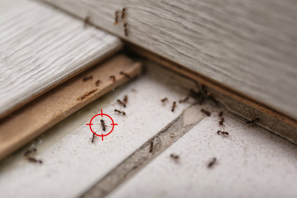 Best Best Pest Control Companies  in Meadview, AZ