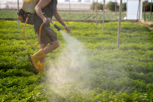 Meadview, AZ Pest Control Company