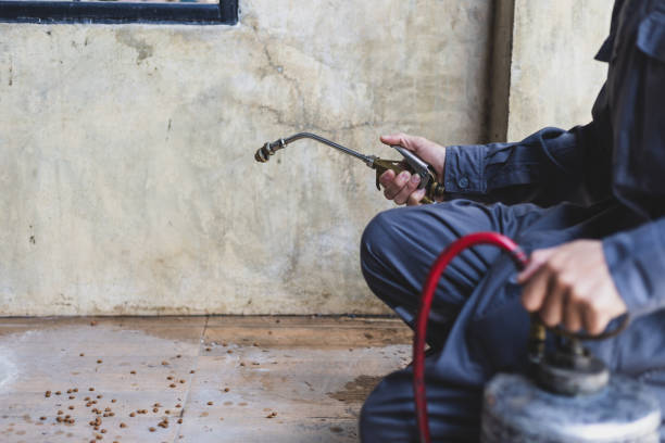 Best Pest Removal Services  in Meadview, AZ